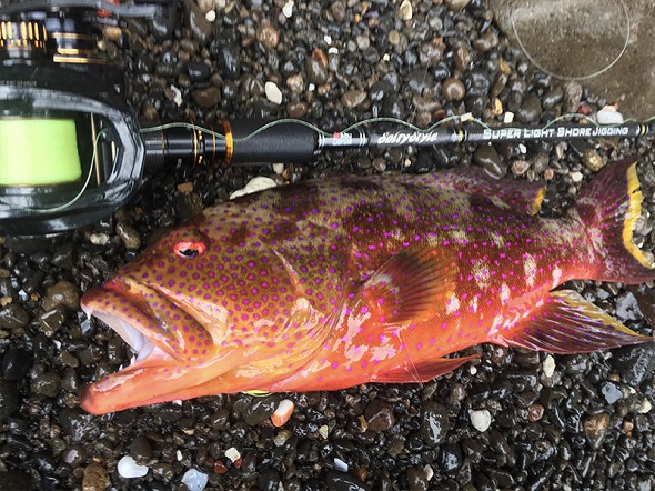 輕鐵對應再一發Abu Garcia Salty Style Super Light Shore Jigging 岸